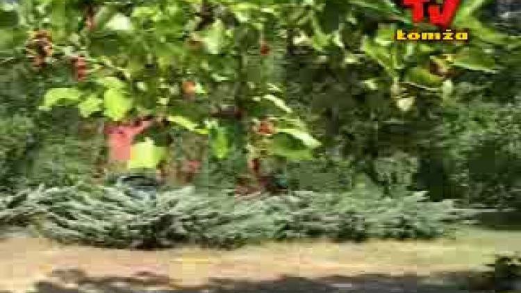 zap_pikinik_olszyny.flv