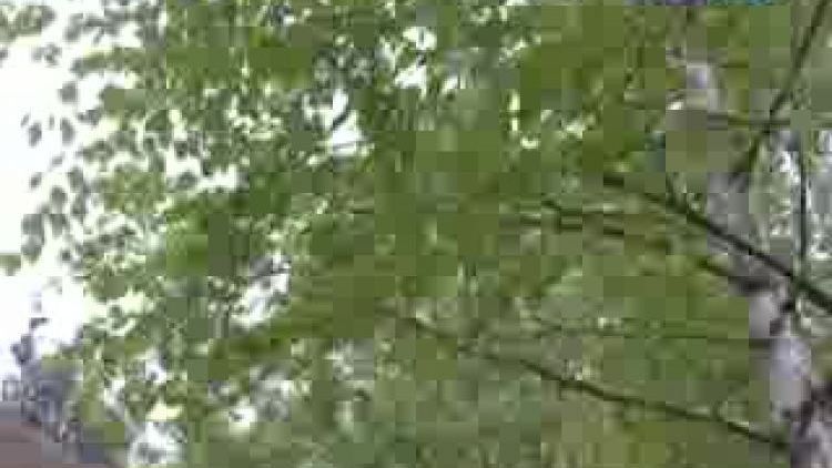 festiwal_harcerski.flv