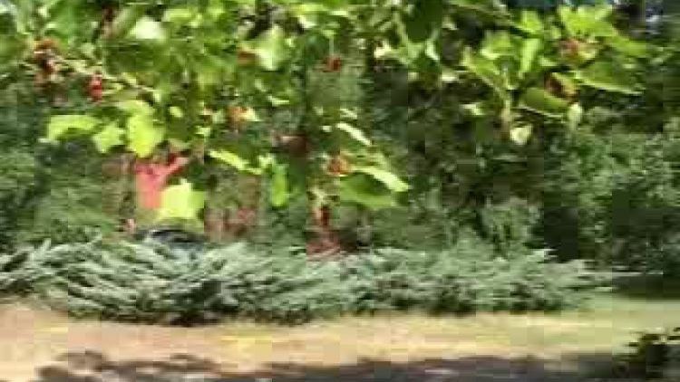 zap_country_olszyny.flv